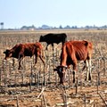Beef production threatened by deepening drought