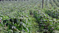 sarangib via  - Cassava crop