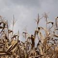 Zimbabwe appeals for $1.5bn to prevent starvation