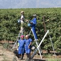 New deal to benefit De Doorns farm workers
