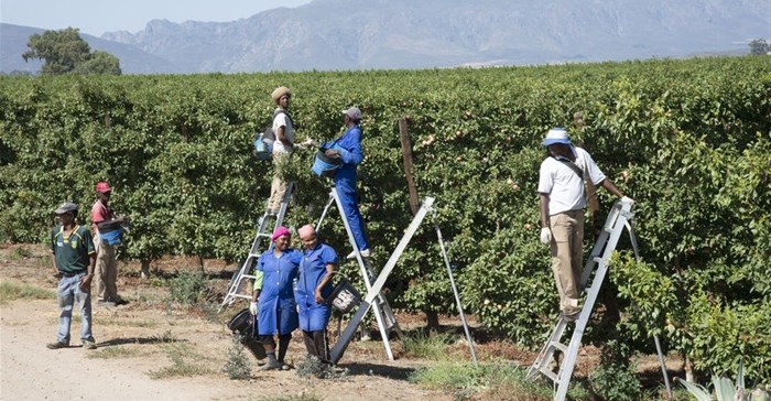New deal to benefit De Doorns farm workers