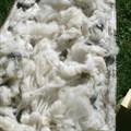Wool market on course