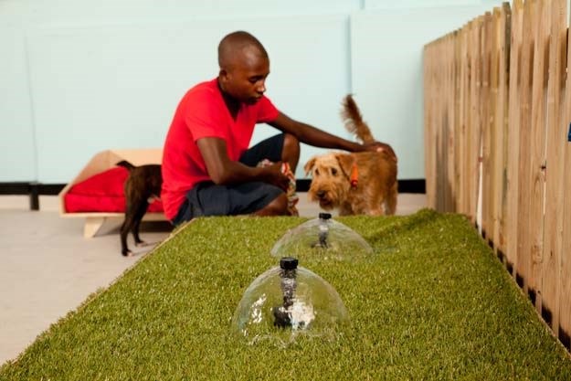 #DesignMonth: Creating doggy heaven atFrits
