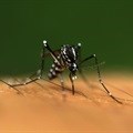 Zika virus linked to stillbirth, other symptoms in Brazil