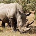 Private army protects world's largest rhino farm