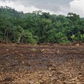 Green groups urge DR Congo to keep forest moratorium
