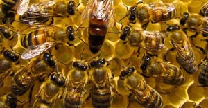 A digital beehive could warn beekeepers when their hives are under attack