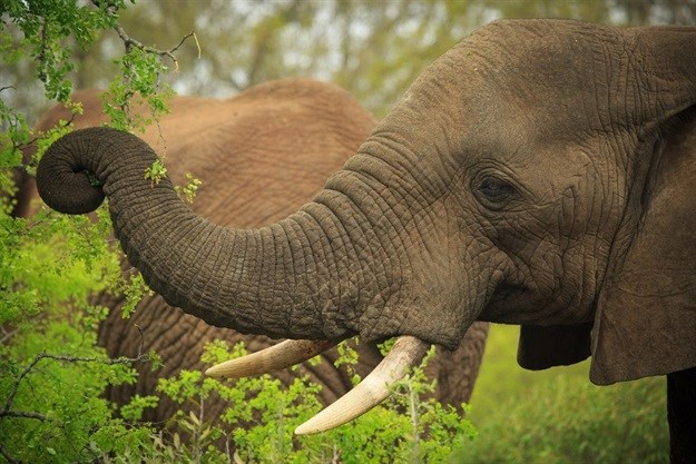 An African Elephant in Hluhluwe-iMfolozi Park. Chris Galliers/WESSA©