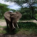 IFAW welcomes Malawi's burning of 781 elephant tusks