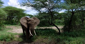 IFAW welcomes Malawi's burning of 781 elephant tusks