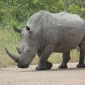 Rhino poaching syndicate receives tough sentencing