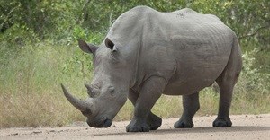 Rhino poaching syndicate receives tough sentencing