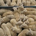 Tardy implementation of livestock import regulations put SA at risk