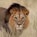 #TBDay: Kruger lions threatened by TB