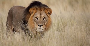 #TBDay: Kruger lions threatened by TB