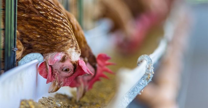 Call for steps against duty-free European chicken