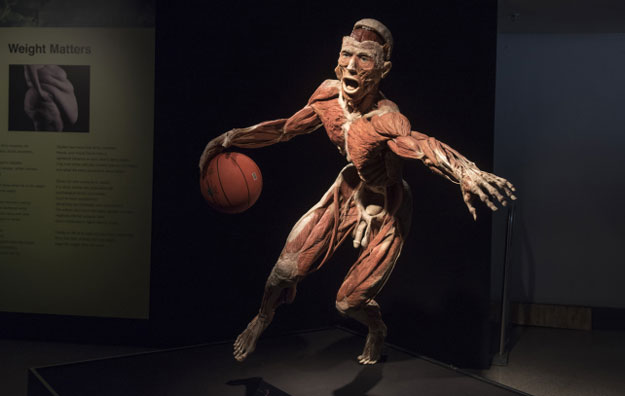Body Worlds Vital exhibition to come to Cape Town