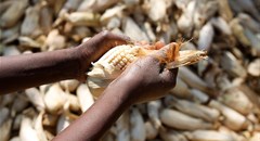 Africa Food Security 11 via