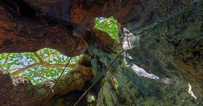 Vergelegen - section of ancient oak tree