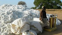 KKB via _Burkina Faso: cotton harvest in Dourtenga