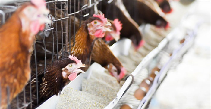 McDonald's under pressure to commit to cruelty-free eggs