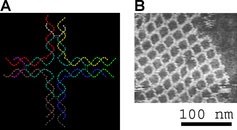 At left, the design of a single tile of a nanogrid made of DNA; at right, the grid as viewed by an atomic force microscope. ,