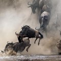 16 reasons why you should see the Great Migration in 2016