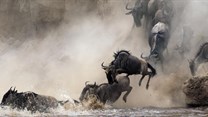 16 reasons why you should see the Great Migration in 2016