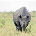 SA not applying for legal trade of rhino horn