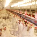 Poultry group takes steps to defend its coop