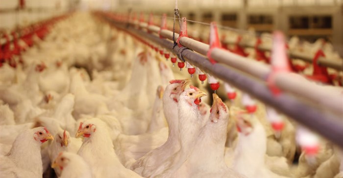 Poultry group takes steps to defend its coop