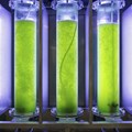 Can we save the algae biofuel industry?