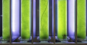 Can we save the algae biofuel industry?
