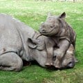 Nominations open for Rhino Conservation Awards 2016