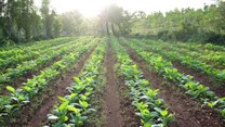 Is food security and tobacco growing incompatible in Africa?