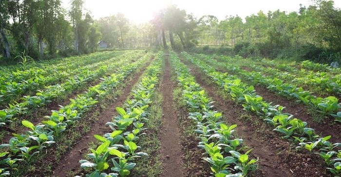 Is food security and tobacco growing incompatible in Africa?