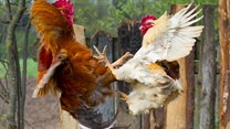 Feathers fly in chicken war