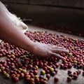 #AfricaMonth: Fairtrade consumers can realise Africa's potential