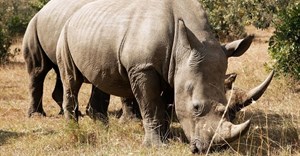Minister notes rhino horn court judgment