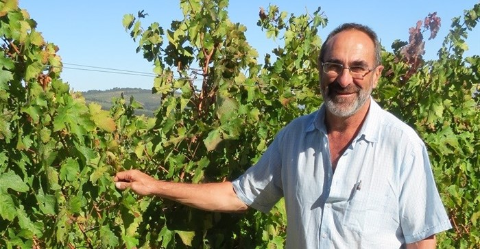 Prof Gerhard Pietersen in Vergelegen vineyard
