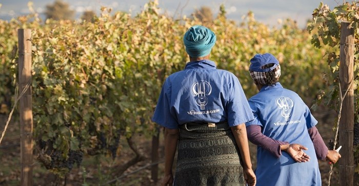 Vergelegen workers are limited to specific vineyards