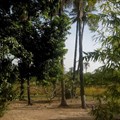 Senegal's southern forests may disappear by 2018: ecologist