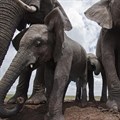 Elephants' dung used to produce coffee and paper