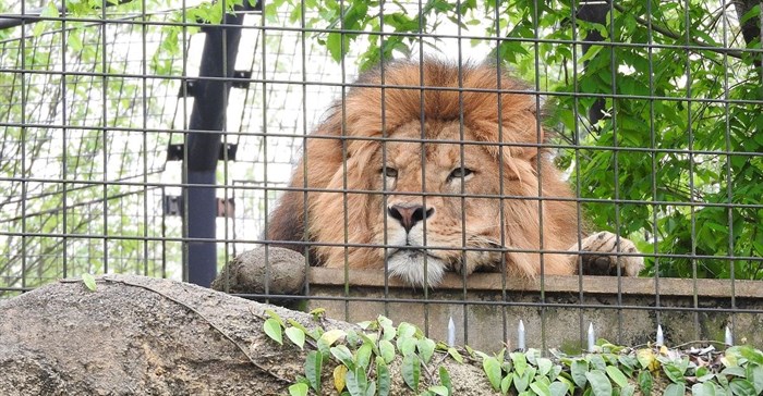 In defence of zoos: how captivity helps conservation