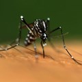 Bacteria could spell the end for mosquito-borne diseases