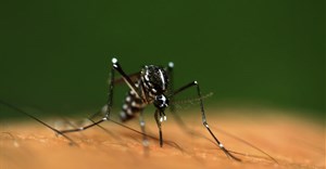 Bacteria could spell the end for mosquito-borne diseases