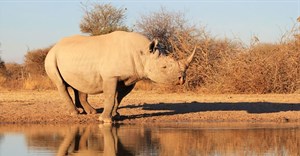 Moratorium on rhino horn trade reinstated