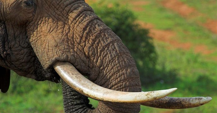 Video hints Japan abetting illegal ivory trade