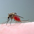 Taking the bite out of malaria