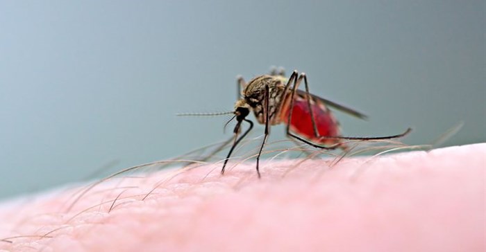 Taking the bite out of malaria